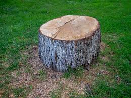 Best Tree Health Inspection  in North Windham, ME