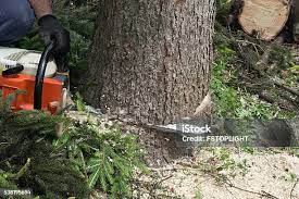Tree and Shrub Care in North Windham, ME
