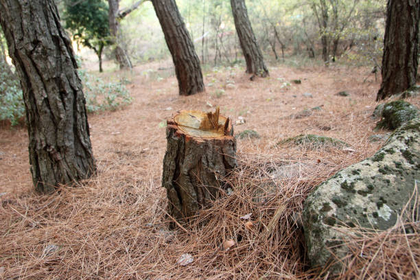 Best Firewood Processing and Delivery  in North Windham, ME