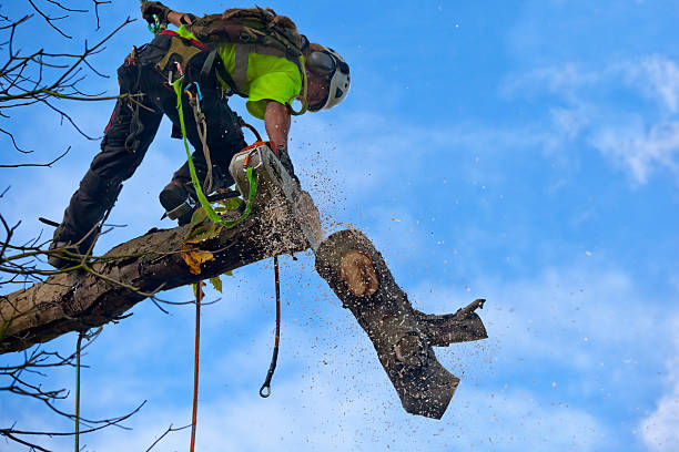 How Our Tree Care Process Works  in  North Windham, ME